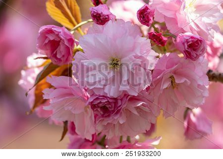 Pink Sakura Flowers With Blurred Background. Prunus Serrulata Or Japanese Cherry, Also Called Hill C