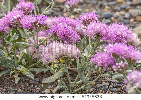 Beautiful Fluffy Pink Flowers Saussurea Kuschakeviczii Growing On Stones In The Steppe Close-up