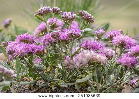 Beautiful Fluffy Pink Flowers Saussurea Kuschakeviczii Growing On Stones In The Steppe Close-up