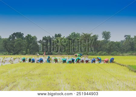 Indian Rural Women Are Busy Harvesting Paddy (rice) Seeds In The Yellow Paddyfield Under Rain During