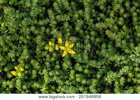 Plant Background. Plant Stonecrop. Green Background With Yellow Flowers. Medicinal Plant Stonecrop.