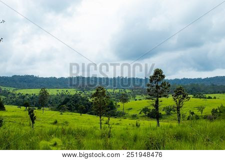 Meadow And Trees At Thung Salaeng Luang , Phetchabun In Thailand.