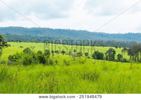 Meadow And Trees At Thung Salaeng Luang , Phetchabun In Thailand.