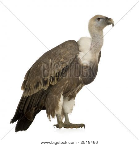 Sup - sup Fulvus