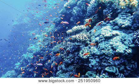 Underwater World Of The Red Sea, Corals, Goldfish And Other Fish, Against The Background Of The Sea 
