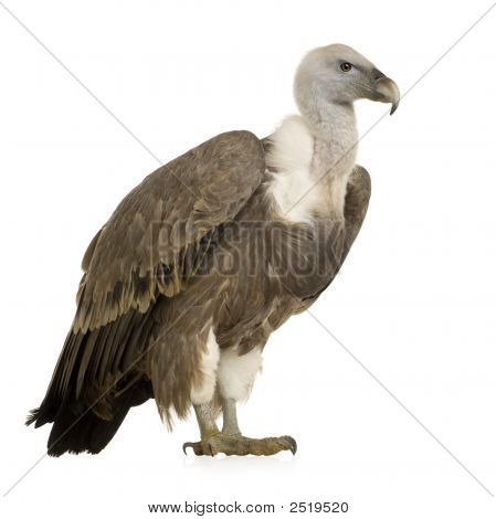 Sup - sup Fulvus
