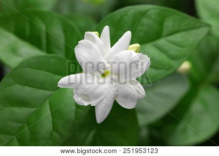 jasmine tea flower, arabian jasmine, jasminum sambac
