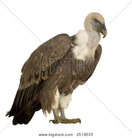 Sup - sup Fulvus