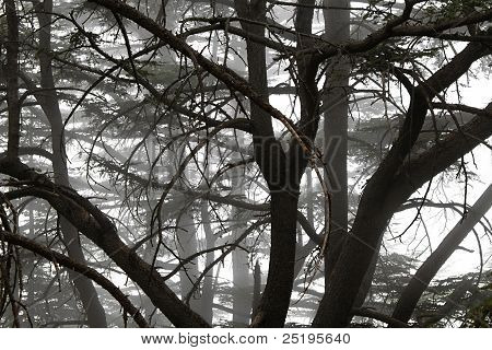 Sisli sedir ormanı