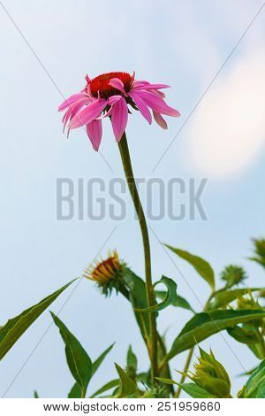Beautiful Bright Pink Flower Helenium On A Blooming Green Meadow