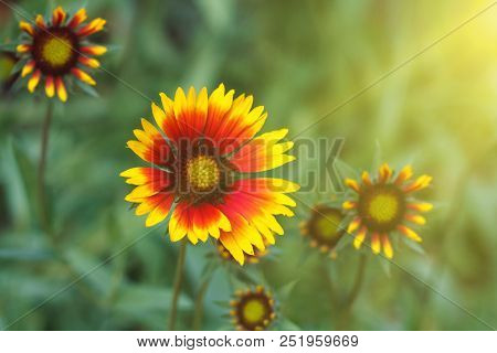 Beautiful Bright  Flower Helenium On  Blooming Green Meadow