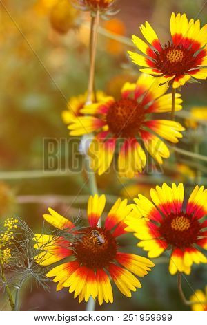 Beautiful Bright  Flower Rudbeckia On  Blooming Green Meadow