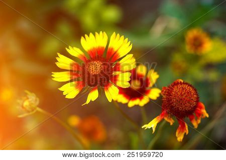 Beautiful Bright  Flower Helenium On Blooming Green Meadow