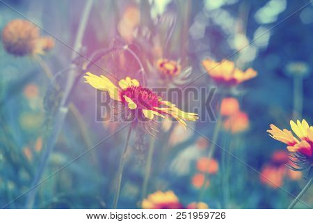 Beautiful Bright Yellow Flower Helenium On  Blooming Green Meadow