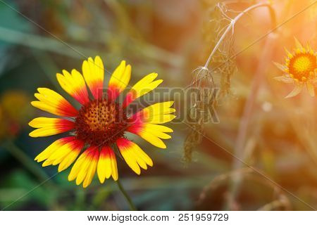Beautiful Bright  Flower Rudbeckia On  Blooming Green Meadow