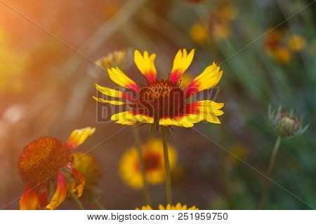 Beautiful Bright  Flower Helenium On  Blooming Green Meadow