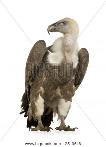 Sup - sup Fulvus