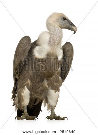 Sup - sup Fulvus