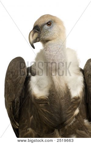 Sup - sup Fulvus