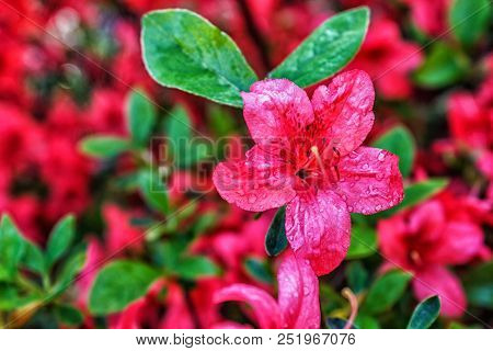 Colorful Floral Background Of Flowers. Flowering Bushes.