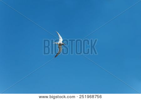 The Lesser Black-backed Gull (larus Fuscus) Flying  To Cloud The Sky Background