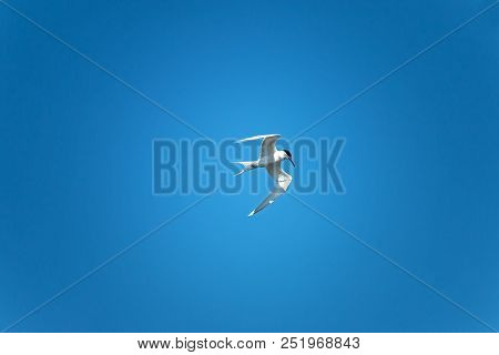 The Lesser Black-backed Gull (larus Fuscus) Flying  To Cloud The Sky Background