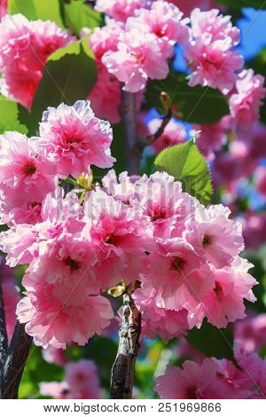 Colorful Floral Background Of Flowers. Flowering Bushes.