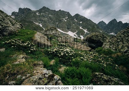 Landscape Photo Of White Rhododendron Flowers And Chaukhi Mountain Range At The Background.