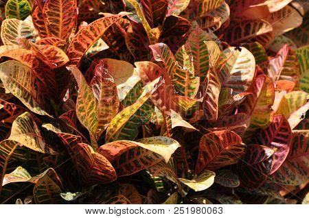 Bright Coleus Plants On Big Island Of Hawaii