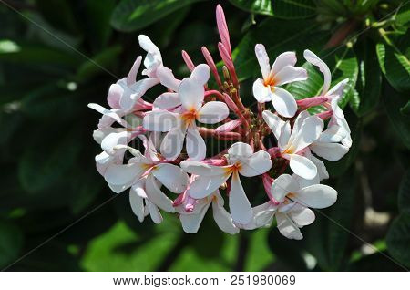 White Plumeria Hawaiian Flower Image Taken On Big Island