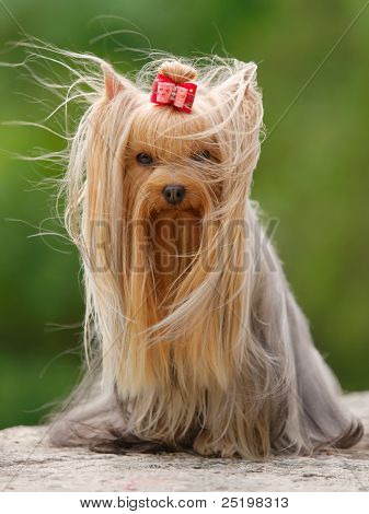 Yorkshire Terrier seduta