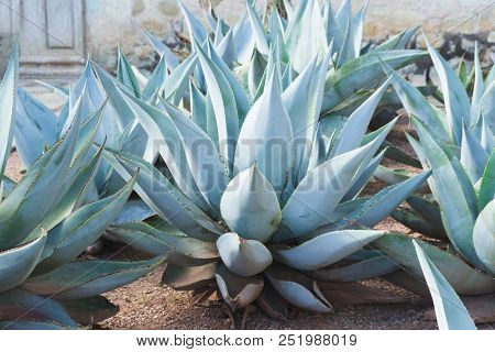 Photograph Of Some Green Maguey Traditional Nativr Mexican Plants