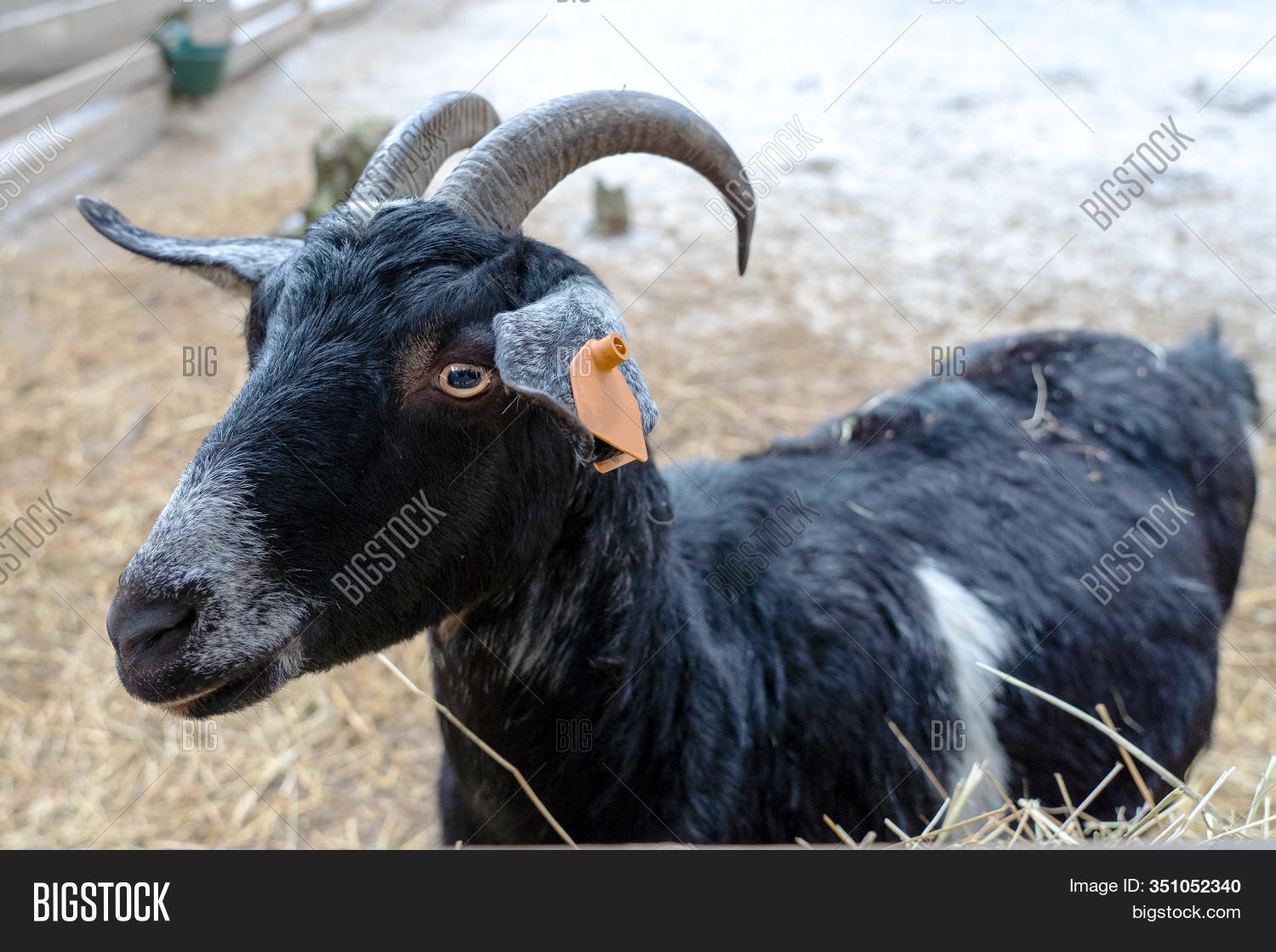 Black Goat Horns Out Image & Photo (Free Trial) Bigstock