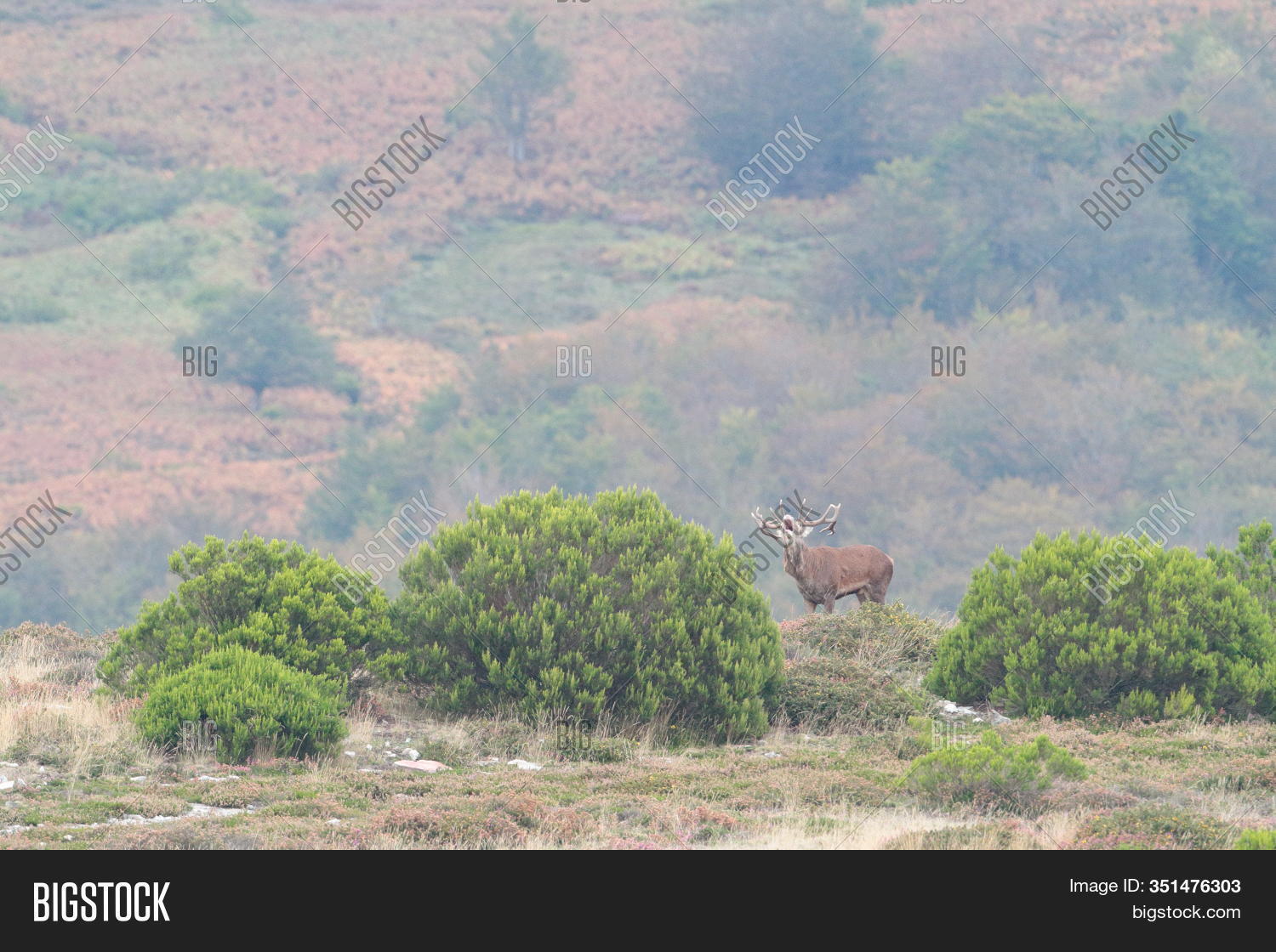 Deer Bellow Image & Photo (Free Trial) | Bigstock