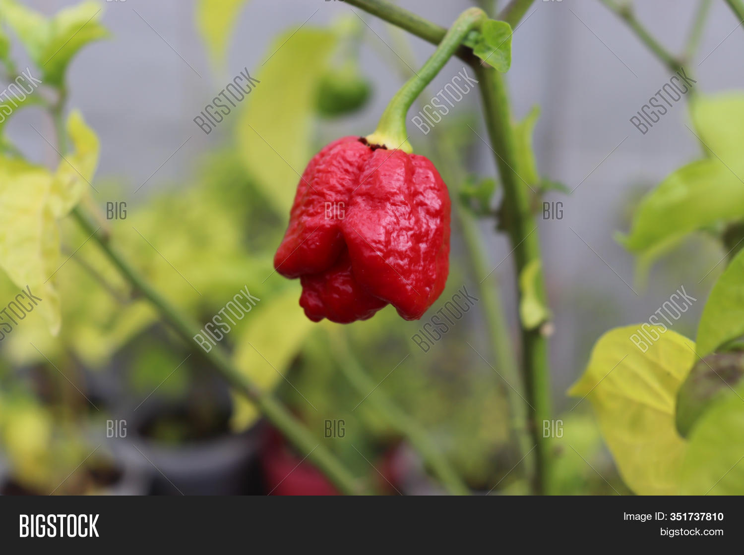 Peperoncino Habanero Chocolate Capsicum chinense SAFLAX 10 semi Peperoncino Habanero Chocolate Capsicum chinense SAFLAX 10 semi