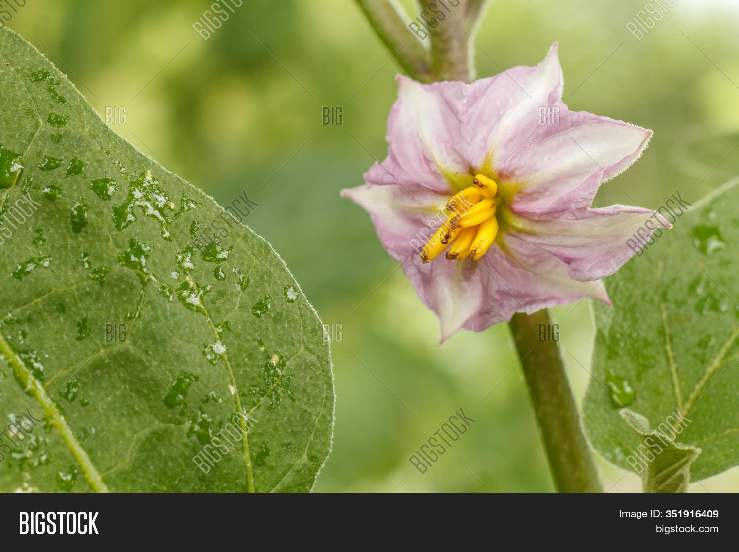 Close Eggplant Flower Image & Photo (Free Trial) Bigstock