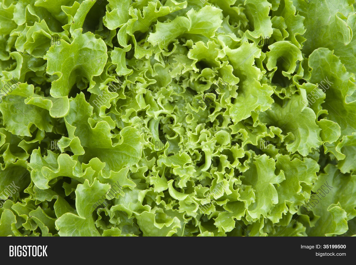Lettuce Leaves Macro Image & Photo (Free Trial) Bigstock