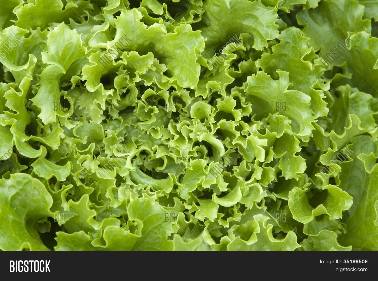 Lettuce Leaves Macro Image & Photo (Free Trial) Bigstock