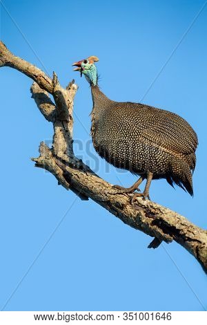 Large Guineafowl Sitting High Up In A Dead Tree With Bright Blue Background