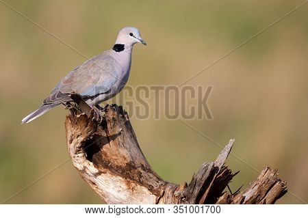 Cape Turtle Dove Sitting On A Dead Tree Stump In Bright Sunlight