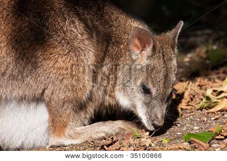 Wallaby ปาร์มาในสวนสัตว์ดัตช์