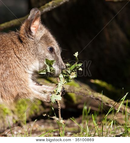 ตัว Wallaby ปาร์มากินในสวนเนเธอร์แลนด์