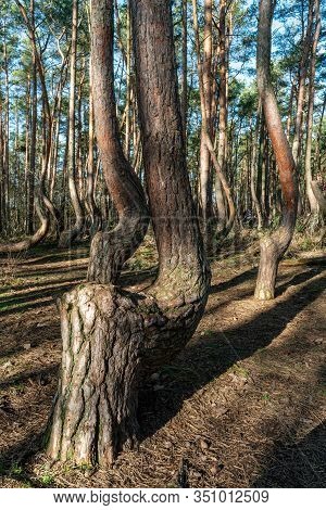 The Crooked Forest Krzywy Las Near Gryfino In Poland