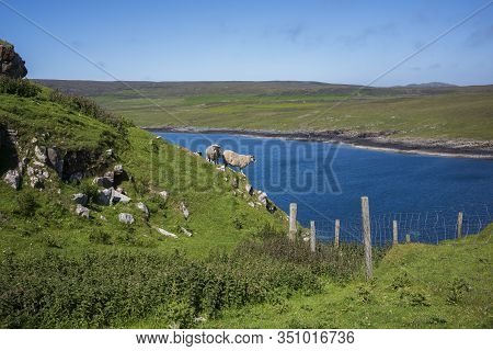 Sheep Graze And Walk Along A Cliff Located In Isle Of Skye, Duntulm, Scotland, Near Tulm Bay On A Cl