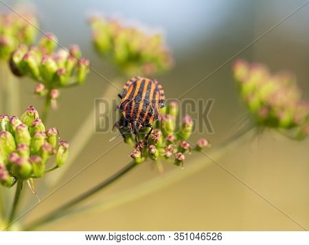 Graphosoma Lineatum Is Red And Black Shield Bug In The Family Pentatomidae, Resting In Sunny Day