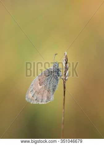 Small Heath (coenonympha Pamphilus) Butterfly Resting In Early Morning On Sunny Summer Day