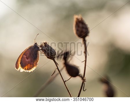 Small Heath (coenonympha Pamphilus) Butterfly Resting In Early Morning On Sunny Summer Day, Silhouet