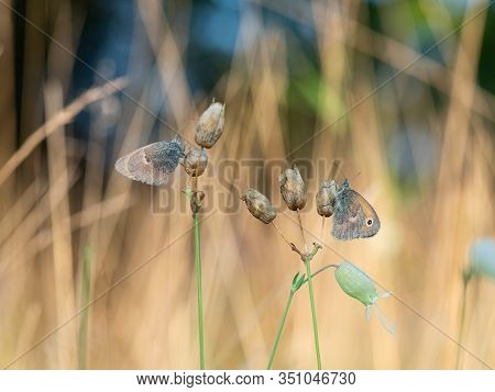 Two Small Heath (coenonympha Pamphilus) Butterflies Resting In Early Morning On Silene Nutans Plant
