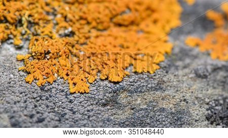 Orange Lichen On The Rock ( Xanthoria Elegans ) - Closeup Photo With Blurred Lens Effect. Selective 