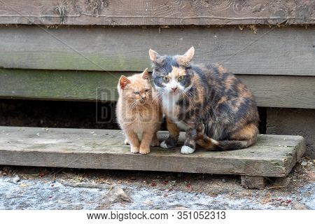 Multi-colored Cat Mom With A Red Kitten Together. Animals Are Sitting On A Wooden Floor. Winter Is C